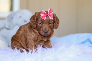 Kimmie - Available 4/2