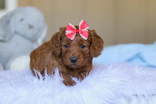 Kimmie - Available 4/2