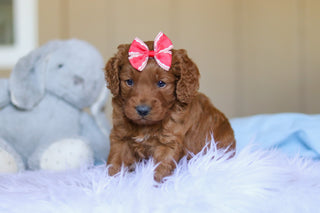 Kimmie - Available 4/2