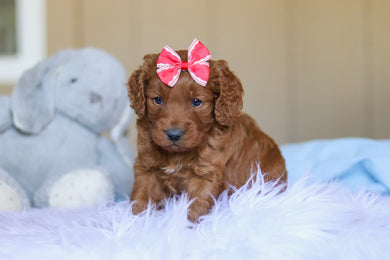 Kimmie - Available 4/2