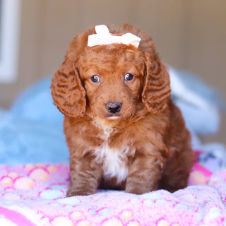 Keelie - Available 3/26