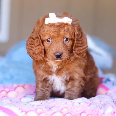 Keelie - Available 3/26