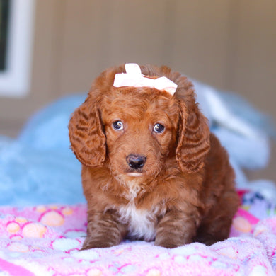 Keelie - Available 3/26