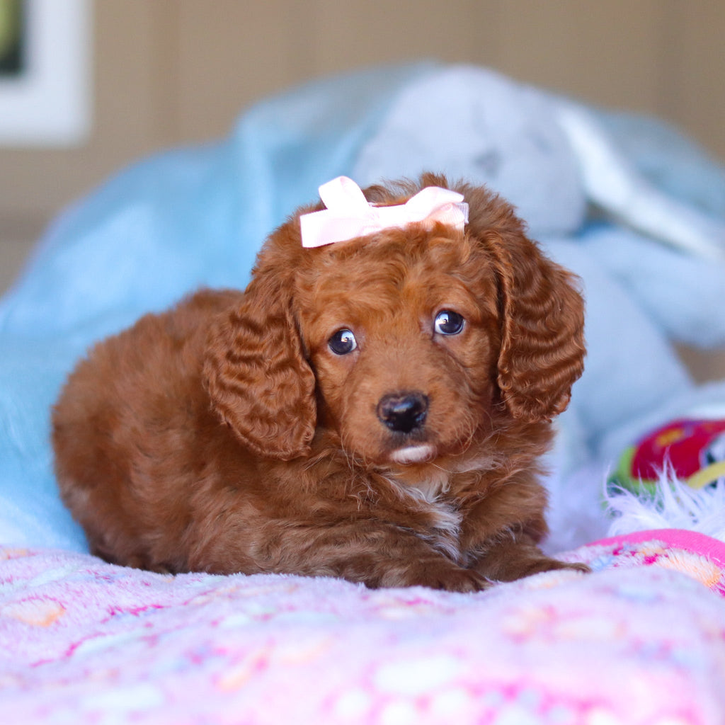 Keelie - Available 3/26