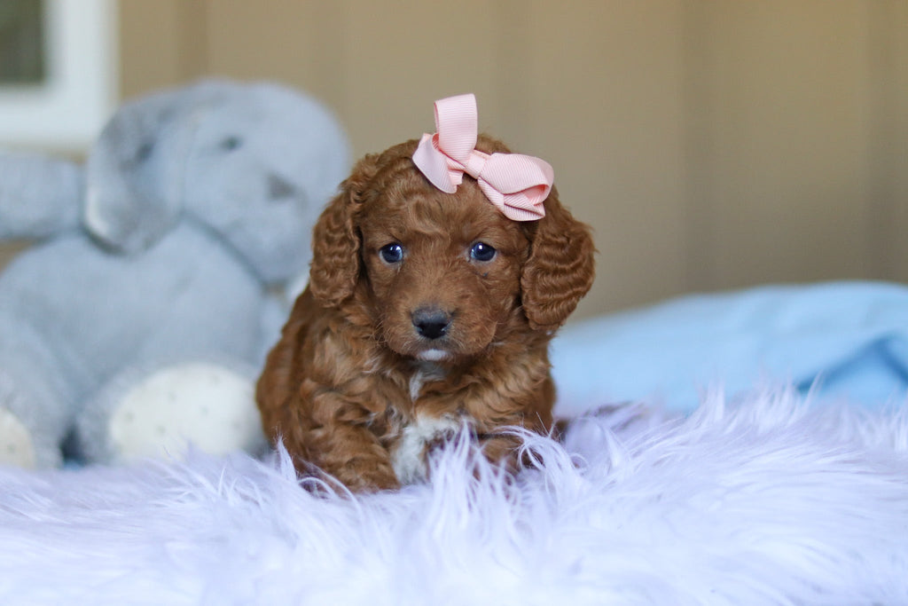 Keelie - Available 3/26