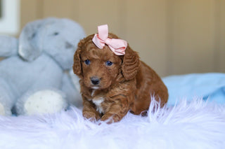 Keelie - Available 3/26