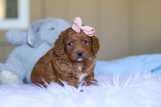 Keelie - Available 3/26