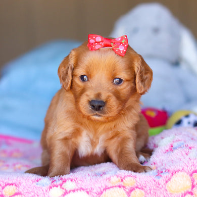 Prim - Available 4/16