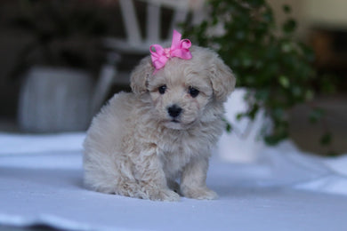 Gemma - Available Now