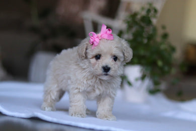 Gemma - Available Now