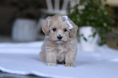 Giselle - Available 3/19