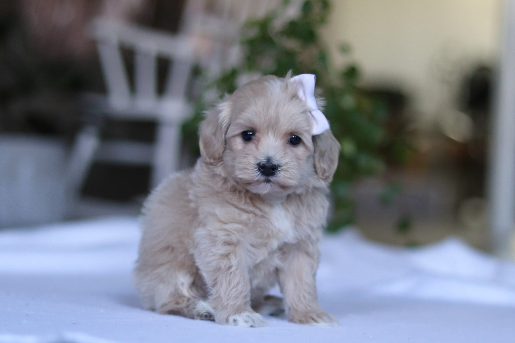 Giselle - Available 3/19