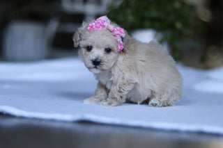 Gianna - Available 3/19