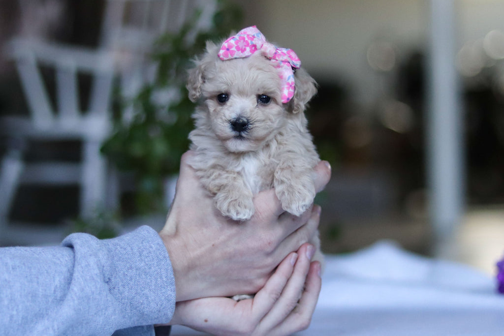 Gianna - Available 3/19