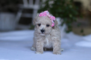 Gianna - Available 3/19