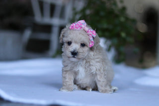 Gianna - Available 3/19