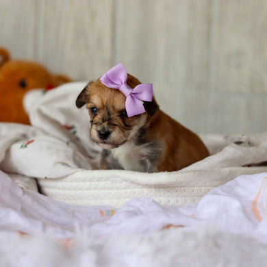 Alina - Available 6/4