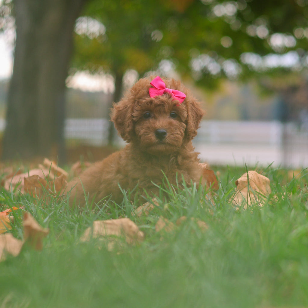 Melody - Available 10/22