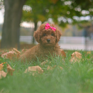 Melody - Available 10/22