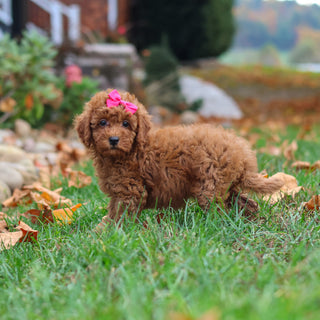 Melody - Available 10/22