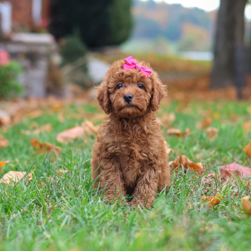Melody - Available 10/22