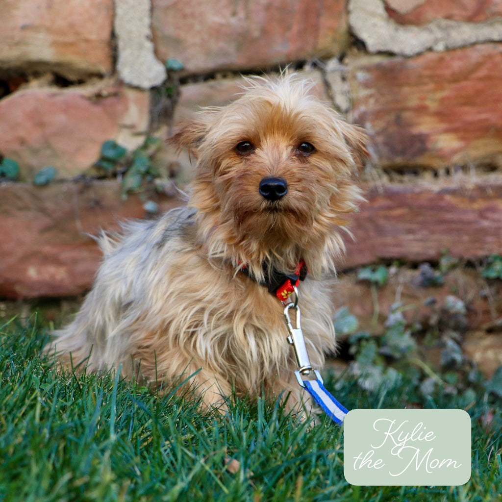 Trudy - Available 12/17