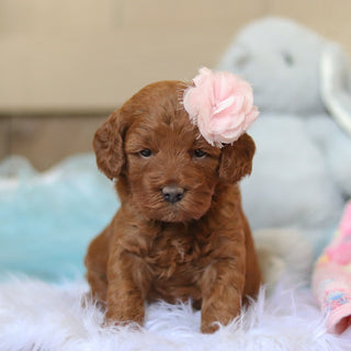 Taryn - Available 2/26