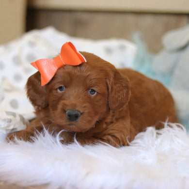 Talia - Available 2/26