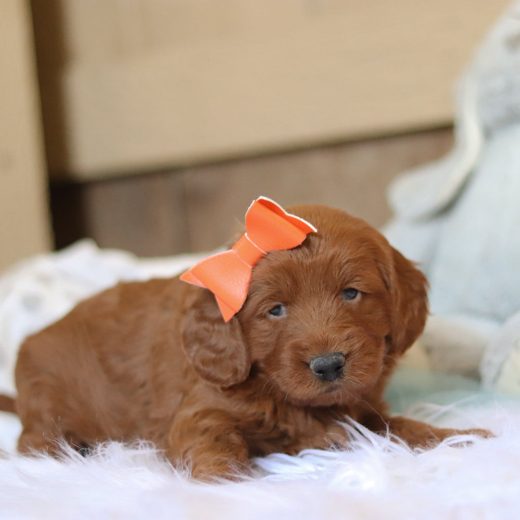 Talia - Available 2/26