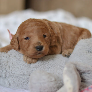 Fletcher - Available 3/12