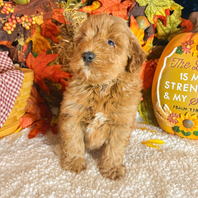 Amber - Available 11/5