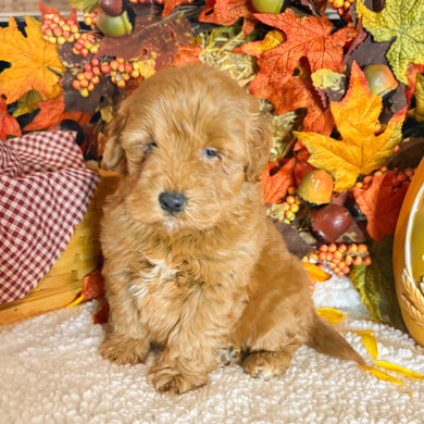 Amber - Available 11/5