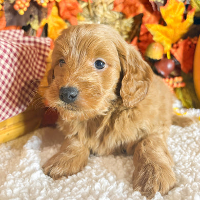 Anna - Available 11/5