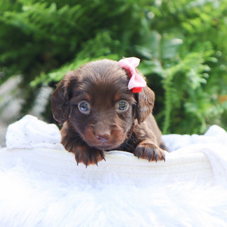 Louisa - Available 8/6