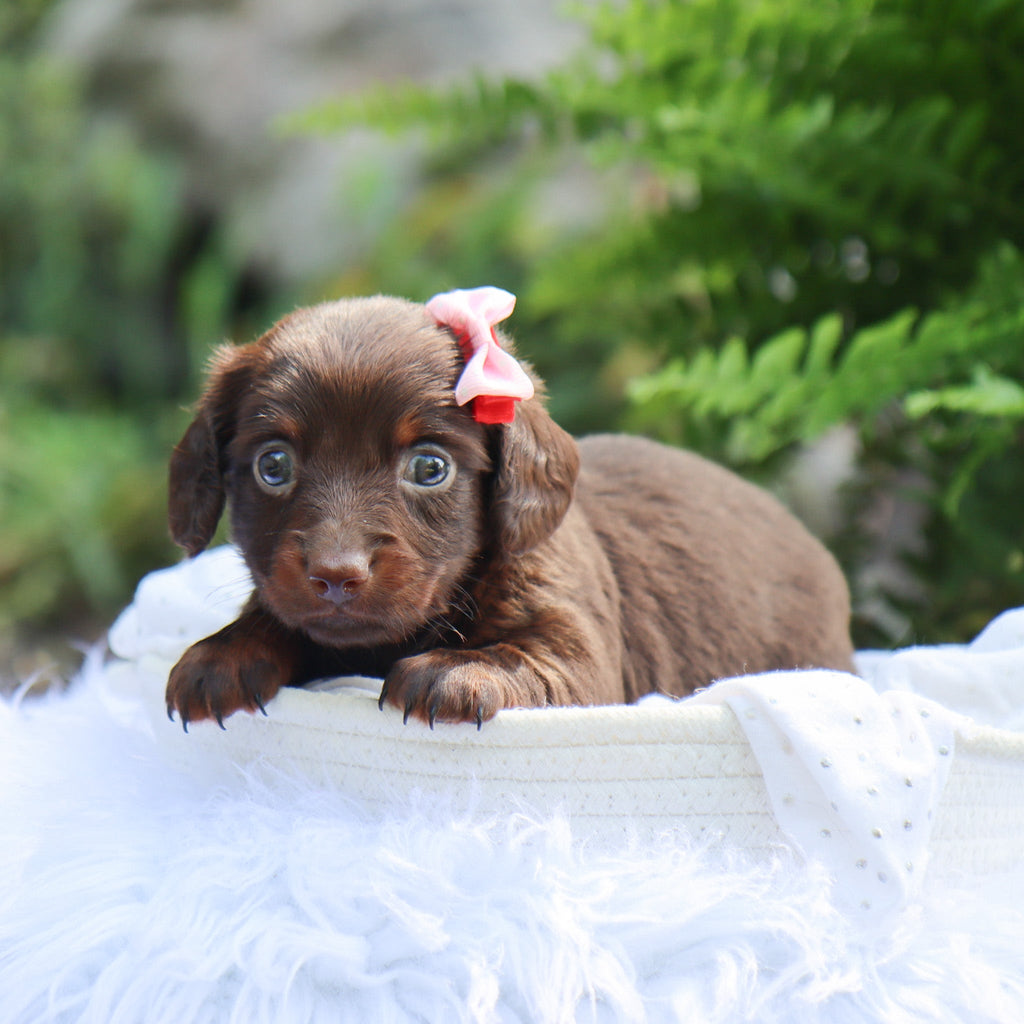 Louisa - Available 8/6