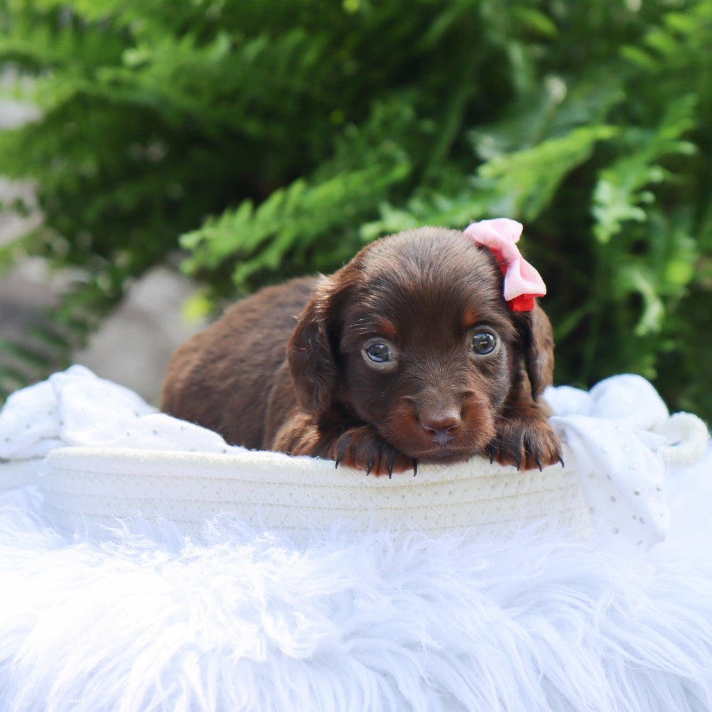 Louisa - Available 8/6