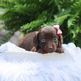 Louisa - Available 8/6
