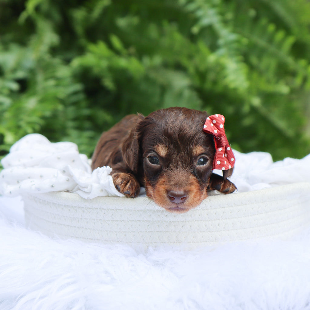 Sheba - Available 8/6