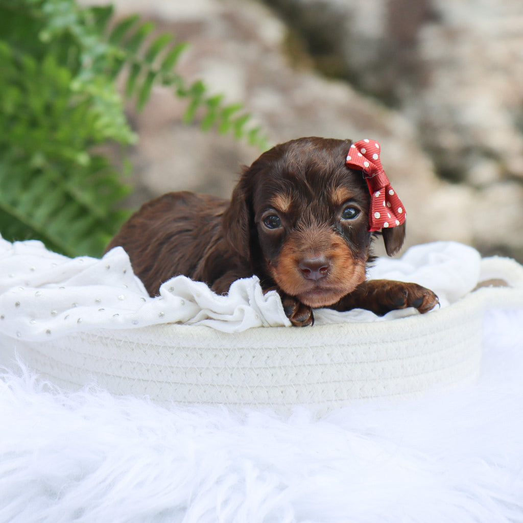 Sheba - Available 8/6