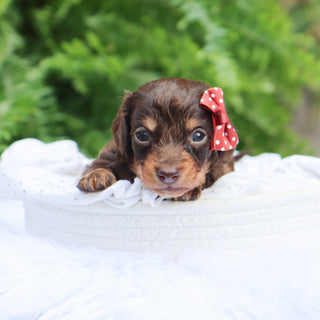 Sheba - Available 8/6