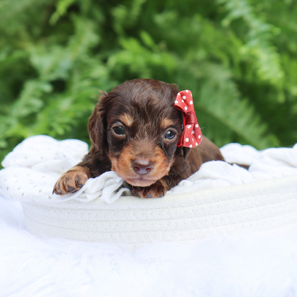 Sheba - Available 8/6