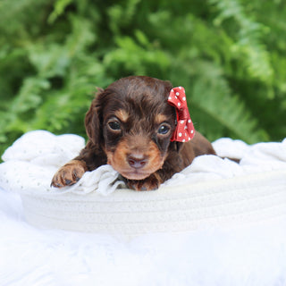 Sheba - Available 8/6