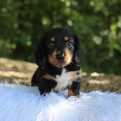 Annabelle - Available Now