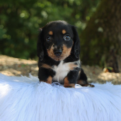 Annabelle - Available Now