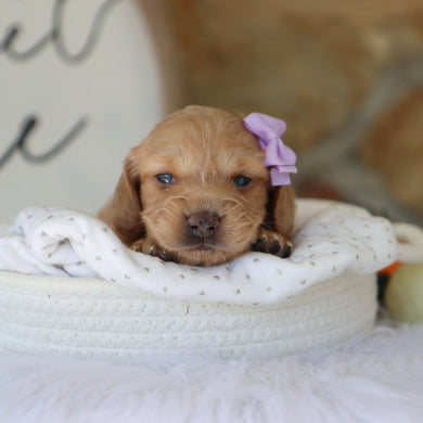 Carmel - Available 11/18