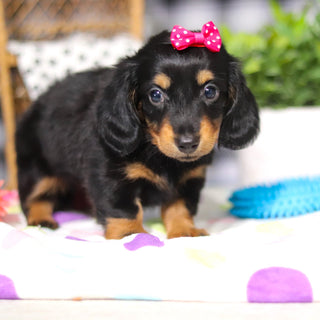 Odessa - Available 3/5