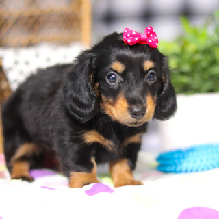 Odessa - Available 3/5