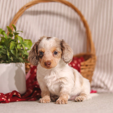 Julie - Available 4/9