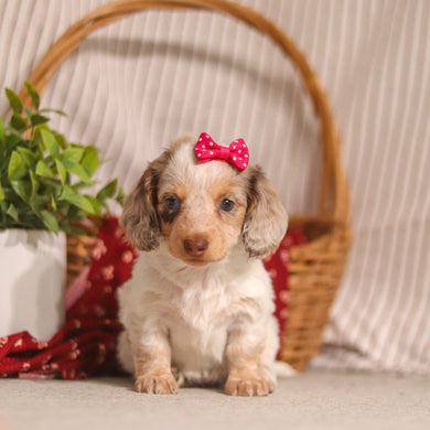 Julie - Available 4/9