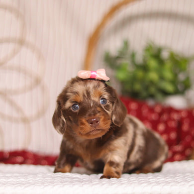 Cocoa - Available 4/23